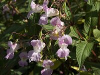 Impatiens glandulifera 5, Reuzenbalsemien, Saxifraga-Jan van der Straaten