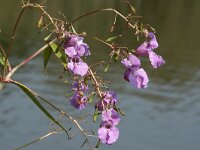 Impatiens glandulifera 50, Reuzenbalsemien, Saxifraga-Willem van Kruijsbergen