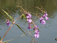 Impatiens glandulifera 51, Reuzenbalsemien, Saxifraga-Willem van Kruijsbergen