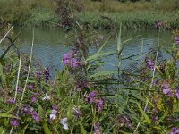 Impatiens glandulifera 52, Reuzenbalsemien, Saxifraga-Marijke Verhagen