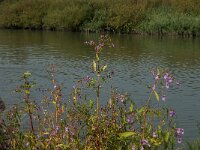 Impatiens glandulifera 56, Reuzenbalsemien, Saxifraga-Jan van der Straaten