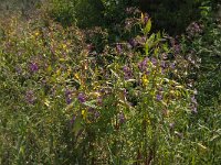 Impatiens glandulifera 57, Reuzenbalsemien, Saxifraga-Jan van der Straaten