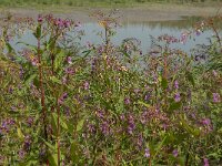 Impatiens glandulifera 58, Reuzenbalsemien, Saxifraga-Jan van der Straaten