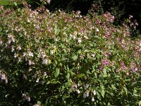 Impatiens glandulifera 6, Reuzenbalsemien, Saxifraga-Jan van der Straaten