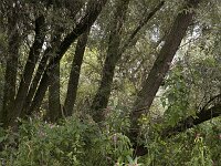 Flowering Himalayan Balsam (Impatiens gladulifera) along foot path, Biesbosch National Park; Netherlands  Flowering Himalayan Balsam (Impatiens gladulifera) along foot path, Biesbosch National Park; Netherlands : Biesbosch, Dutch, Europe, European, flora, floral, Himalayan Balsam, Holland, Impatiens glandulifera, National Park, natural, nature, Netherlands, NP, Ornamental jewelweed, path, rural landscape, summer, summertime, track, tree, forest, willow