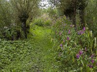 Flowering Himalayan Balsam (Impatiens gladulifera) along foot pa  Flowering Himalayan Balsam (Impatiens gladulifera) along foot path, Biesbosch National Park; Netherlands : Himalayan Balsam, Impatiens glandulifera, Ornamental jewelweed, Biesbosch, Dutch, Europe, European, flora, floral, Holland, National Park, natural, nature, Netherlands, NP, path, rural landscape, summer, summertime, track, tree