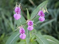 Reuzenbalsemien  Pink flowers and seeds of Himalayan Balsam (Impatiens glandulifera) : Biesbosch National Park, color, colour, Dordrecht, Dutch, Europe European, flora, floral, flower, Himalayan Balsam, Holland, horizontal, nature natural, Netherlands, pink, plant, seed, summer