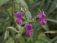 Flowers and seeds of Himalayan Balsam  Impatiens glandulifera : Himalayan Balsam, flora, floral, flower, plant, purple, seed, summer, 3, Impatiens, Impatiens glandulifera, natural, nature, three, vascular