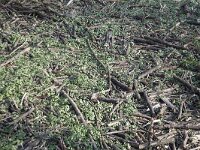 Impatiens glandulifera 76, Reuzenbalsemien, Saxifraga-Roel Meijer