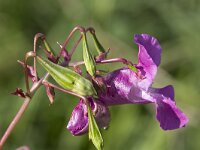 Impatiens glandulifera 78, Reuzenbalsemien, Saxifraga-Roel Meijer  Flower and seed pods of Himalayan Balsam (Impatiens glandulifera) : Himalayan Balsam, close-up, close up, closeup, flora, floral, flower, Impatiens, Impatiens glandulifera, macro, natural, nature, pink, plant, seed pod, seeds, vascular plant