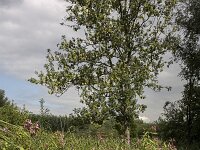 Flowering Himalayan Balsam (Impatiens gladulifera) along foot path, Biesbosch National Park; Netherlands  Flowering Himalayan Balsam (Impatiens gladulifera) along foot path, Biesbosch National Park; Netherlands : Biesbosch, Dutch, Europe, European, flora, floral, Himalayan Balsam, Holland, Impatiens glandulifera, National Park, natural, nature, Netherlands, NP, Ornamental jewelweed, path, rural landscape, summer, summertime, track, tree