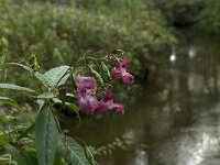Impatiens glandulifera 8, Reuzenbalsemien, Saxifraga-Jan van der Straaten