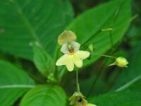 Impatiens parviflora 11, Klein springzaad, Saxifraga-Ed Stikvoort