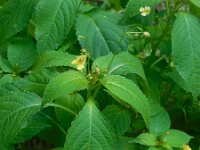 Impatiens parviflora 13, Klein springzaad, Saxifraga-Ed Stikvoort