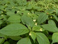 Impatiens parviflora 21, Klein springzaad, Saxifraga-Ed Stikvoort