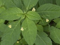 Impatiens parviflora 22, Klein springzaad, Saxifraga-Willem van Kruijsbergen