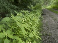 Impatiens parviflora 23, Klein springzaad, Saxifraga-Willem van Kruijsbergen