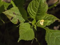 Impatiens parviflora 24, Klein springzaad, Saxifraga-Jan van der Straaten