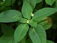 Impatiens parviflora 3, Klein springzaad, Saxifraga-Willem van Kruijsbergen