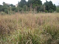 Imperata cylindrica 2, Saxifraga-Jasenka Topic