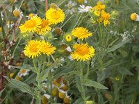 Inula britannica 10, Engelse alant, Saxifraga-Peter Meininger