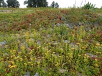 Inula britannica 27, Engelse alant, Saxifraga-Ed Stikvoort : Beuningerwaard