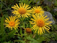 Inula britannica 29, Engelse alant, Saxifraga-Ed Stikvoort : Beuningerwaard