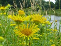 Inula britannica 36, Engelse alant, Saxifraga-Hans Grotenhuis