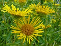 Inula britannica 37, Engelse alant, Saxifraga-Hans Grotenhuis