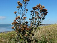 Inula conyzae 20, Donderkruid, Saxifraga-Ed Stikvoort : Beuningerwaard