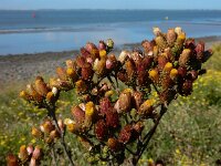 Inula conyzae 21, Donderkruid, Saxifraga-Ed Stikvoort : Beuningerwaard