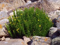 Inula crithmoides 15, Zeealant, Saxifraga-Hans Grotenhuis