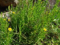 Inula crithmoides 16, Zeealant, Saxifraga-Hans Grotenhuis