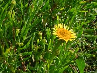 Inula crithmoides 17, Zeealant, Saxifraga-Hans Grotenhuis