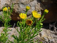 Inula crithmoides 18, Zeealant, Saxifraga-Hans Grotenhuis
