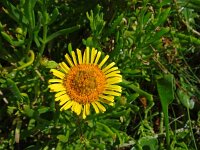 Inula crithmoides 19, Zeealant, Saxifraga-Hans Grotenhuis