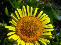 Inula crithmoides 20, Zeealant, Saxifraga-Hans Grotenhuis