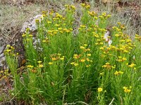 Inula crithmoides 21, Zeealant, Saxifraga-Hans Grotenhuis