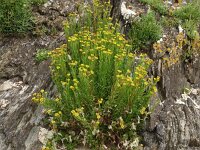 Inula crithmoides 22, Zeealant, Saxifraga-Hans Grotenhuis