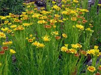 Inula crithmoides 23, Zeealant, Saxifraga-Hans Grotenhuis