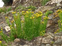 Inula crithmoides 24, Zeealant, Saxifraga-Hans Grotenhuis