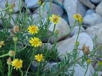 Inula crithmoides 3, Zeealant, Saxifraga-Jasenka Topic