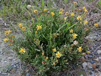 Inula crithmoides 7, Zeealant, Saxifraga-Ed Stikvoort