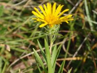 Inula ensifolia 2, Saxifraga-Jan Willem Jongepier