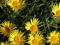 Inula ensifolia 5, Saxifraga-Jasenka Topic