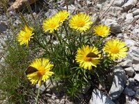 Inula ensifolia 6, Saxifraga-Jasenka Topic