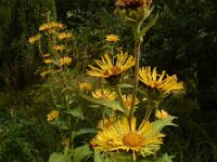 Inula racemosa 11, Trosalant, Saxifraga-Ed Stikvoort : grijze melde Blerick Jochumhof en Missiemuseum s9900 Steyl