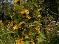 Inula racemosa 12, Trosalant, Saxifraga-Ed Stikvoort : grijze melde Blerick Jochumhof en Missiemuseum s9900 Steyl