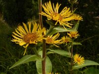 Inula racemosa 13, Trosalant, Saxifraga-Ed Stikvoort : grijze melde Blerick Jochumhof en Missiemuseum s9900 Steyl