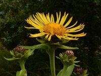 Inula racemosa 14, Trosalant, Saxifraga-Ed Stikvoort : grijze melde Blerick Jochumhof en Missiemuseum s9900 Steyl